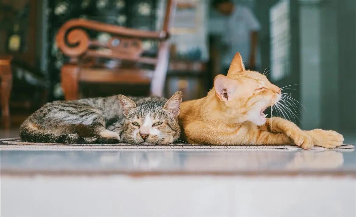 Boss Di Lauro, trovata una nuova casa per i suoi gatti