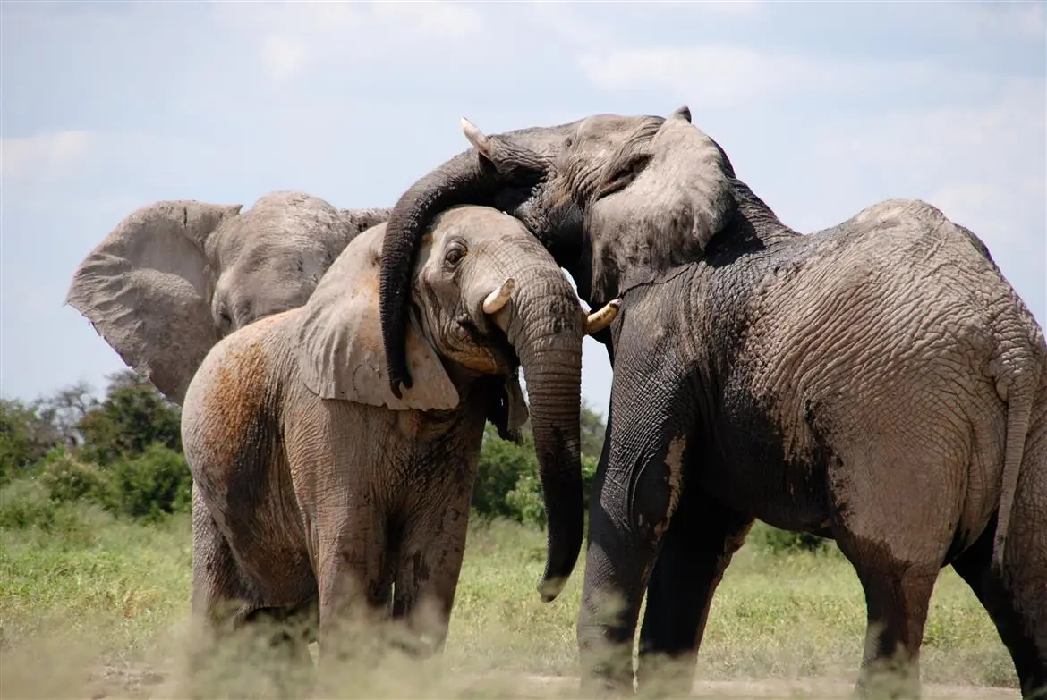 8 marzo, il maschio è inutile! Anche nel regno animale
