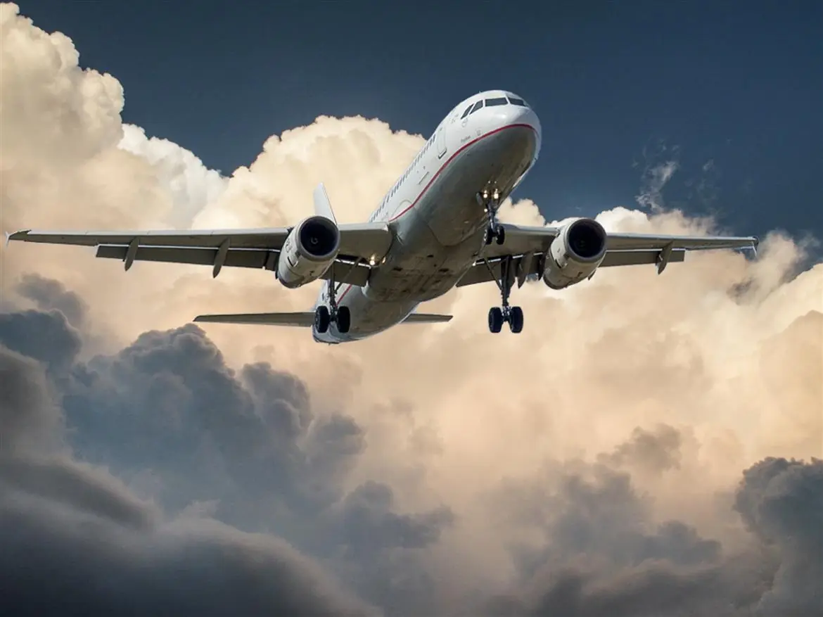 In volo con i nostri amici quattrozampe