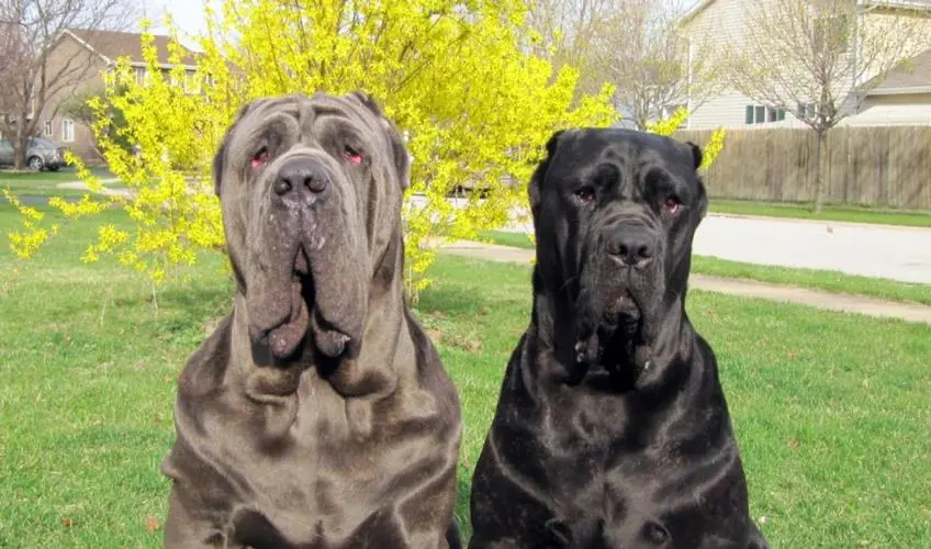 Il cane più "letterario"? Il mastino napoletano