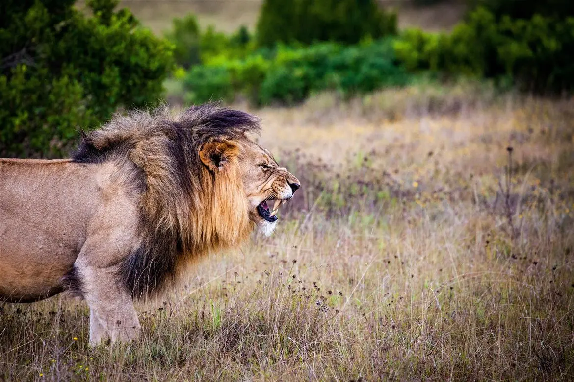 Bracconiere travolto da un elefante e sbranato dai leoni
