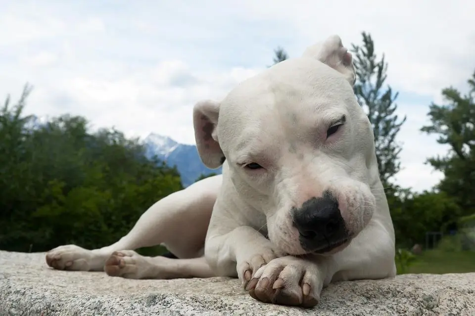 Sesto senso canino, ecco la spiegazione