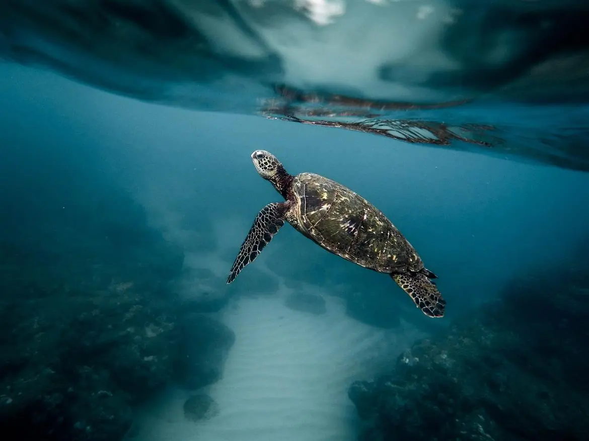 Amore e animali, l'allarme del Wwf