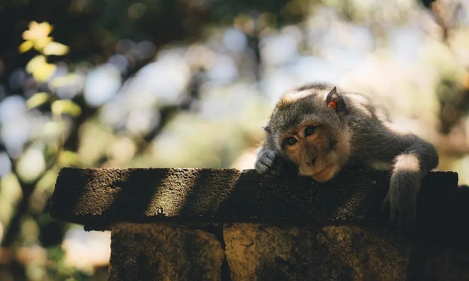 Al Festival delle Scienze si parla di animali