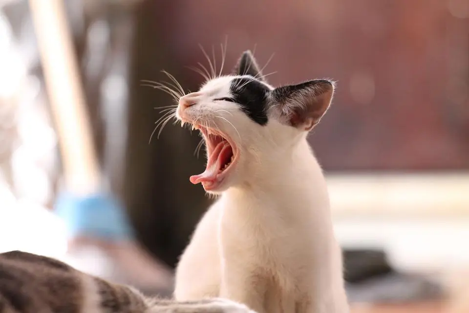 Noi e il gatto, i segreti di un'amicizia perfetta