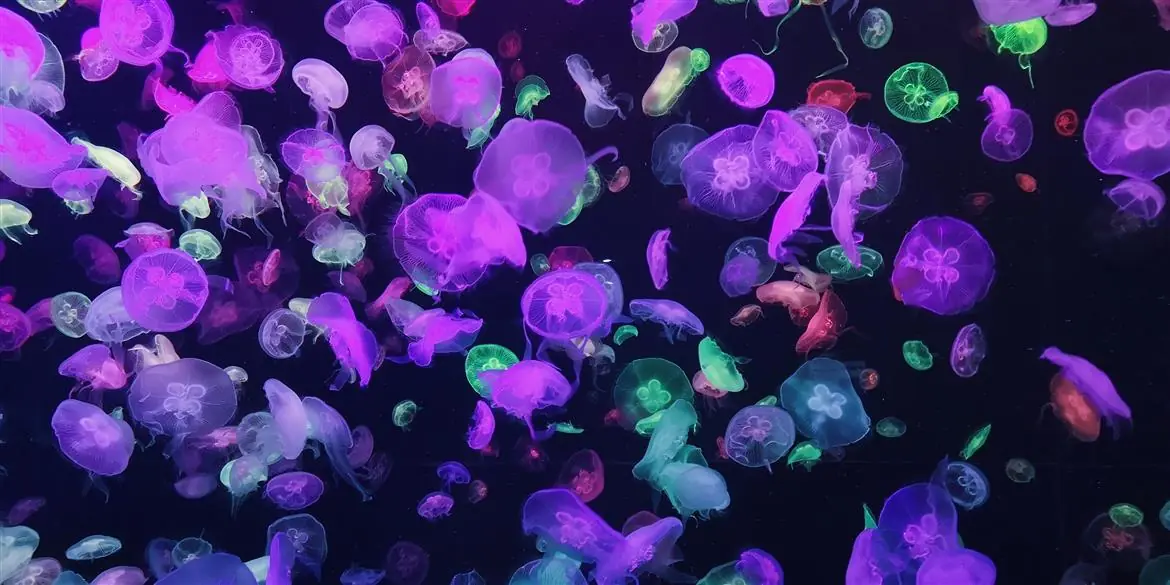 Milano alla scoperta delle meduse