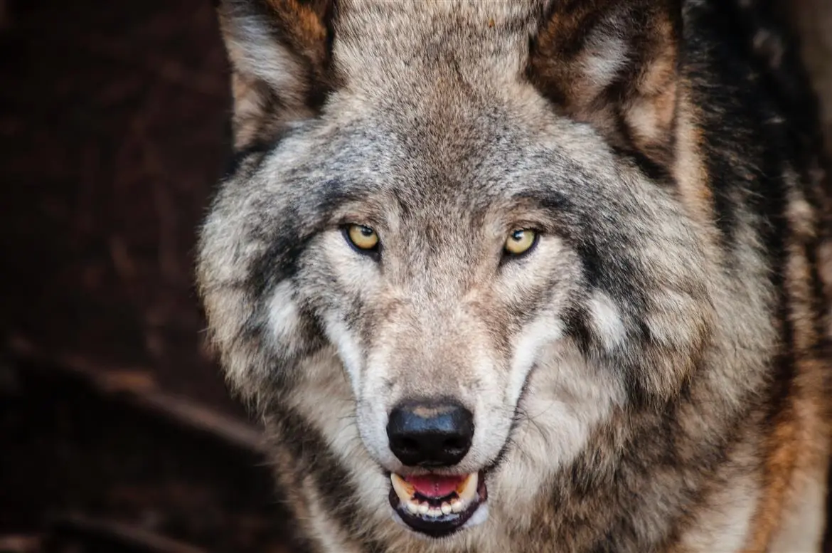 Sestola, nasce il parco interattivo degli animali