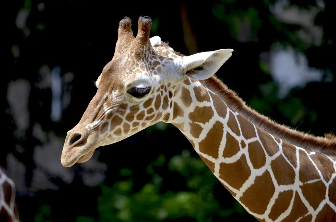 Tutte le curiosità sulle giraffe