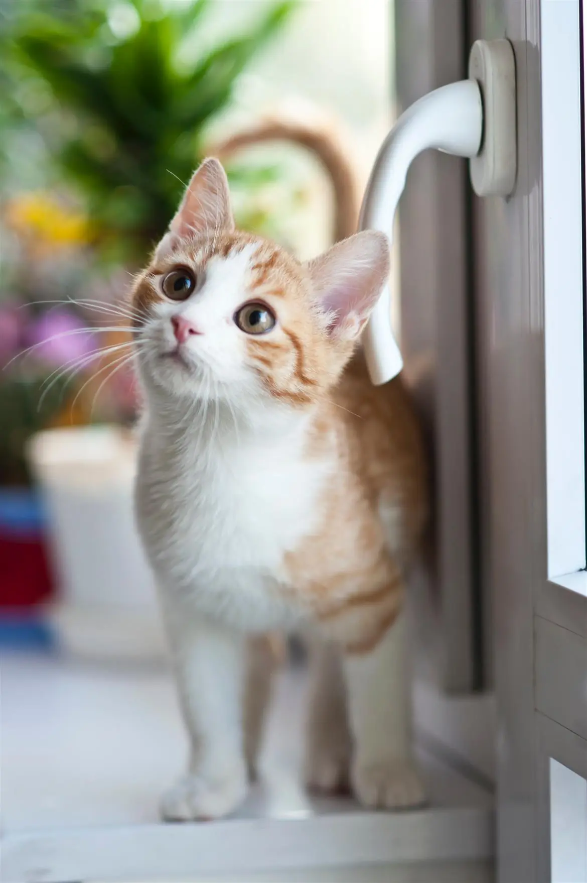 Conosciamo i nostri gatti
