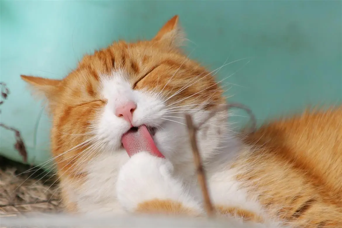 Spazzoliamo il nostro gatto. Ecco perché