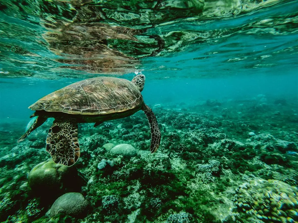 Salviamo gli oceani