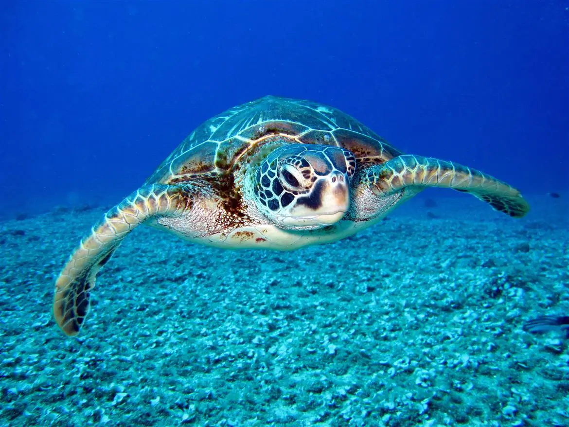 Tartarughe marine, salviamole tutte