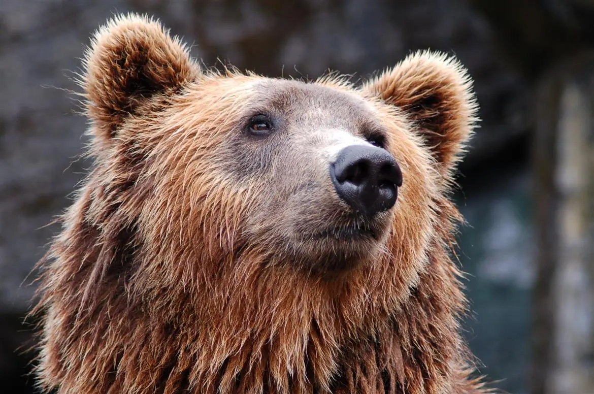 Orsi, l'intervento del WWF