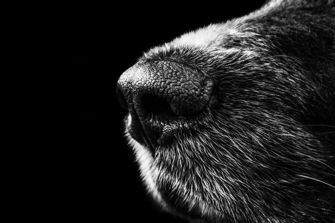 Mette il collare elettrico al cane, denunciato