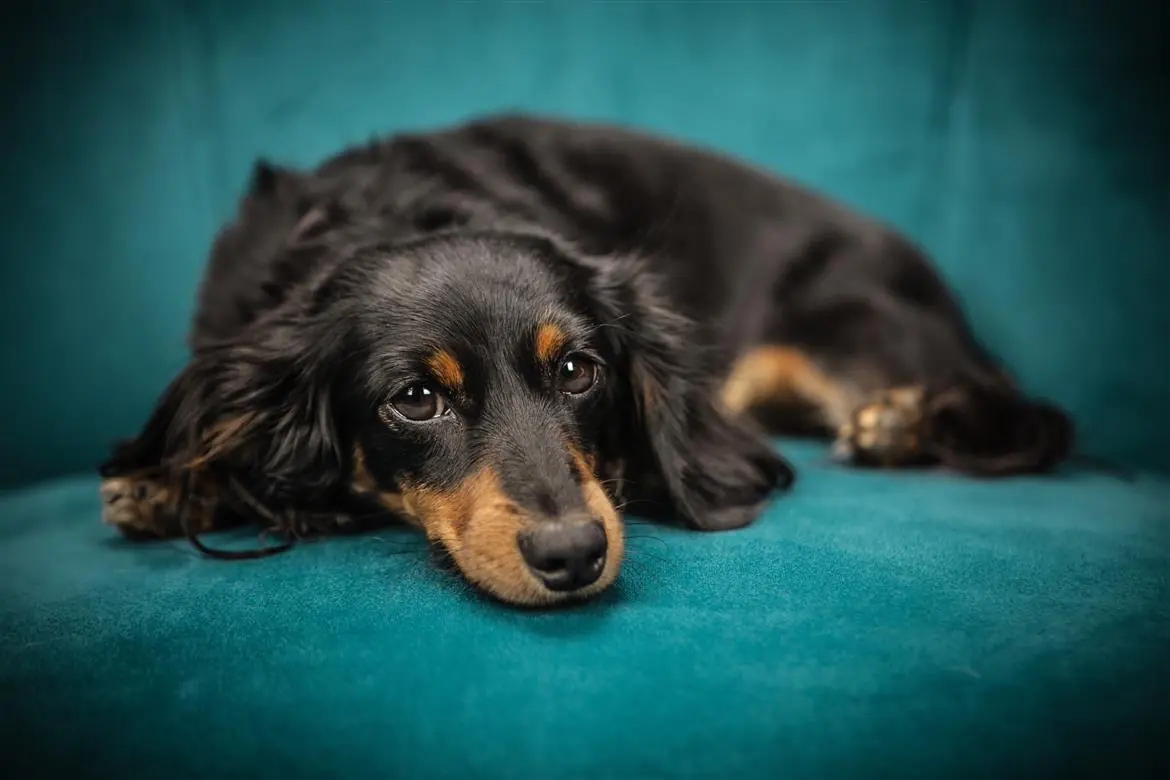 Salvato da morte certa dal suo cane