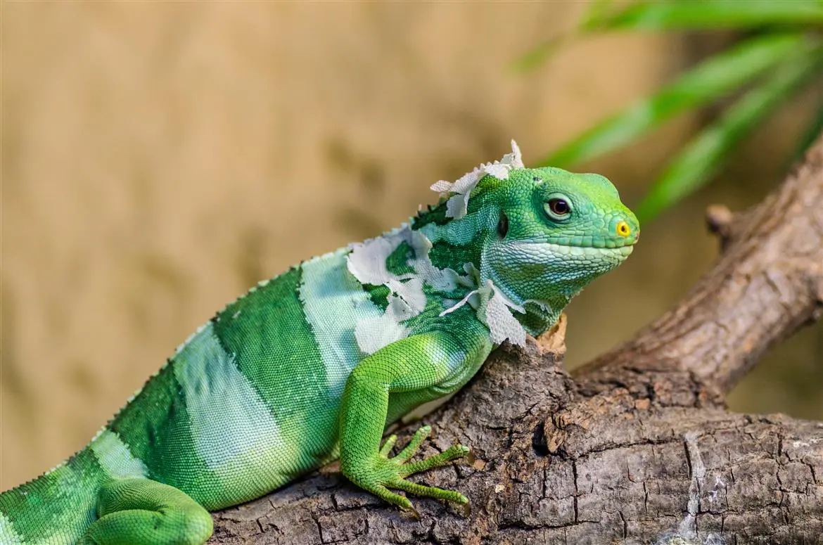 Gli animali e la natura selvaggia arrivano in tv
