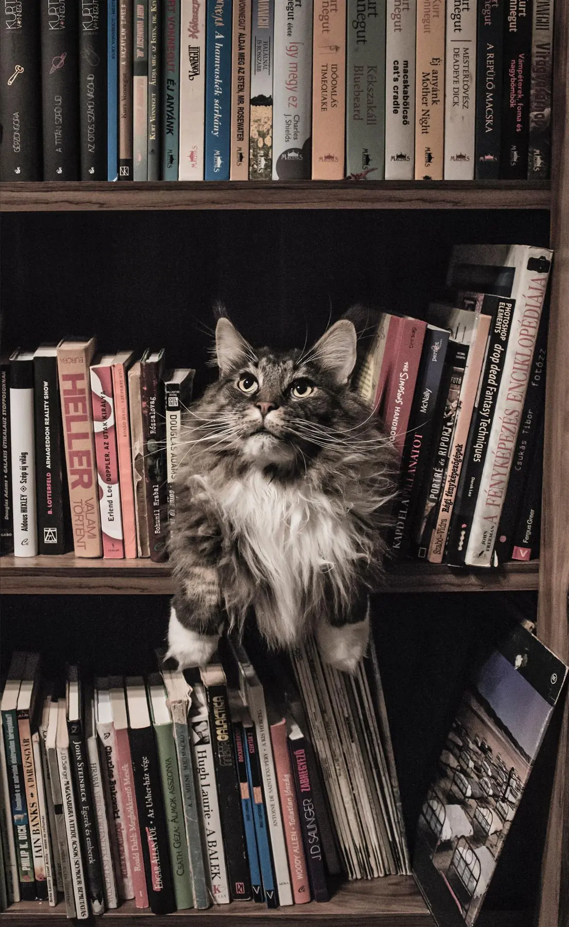 Libri felini per Natale