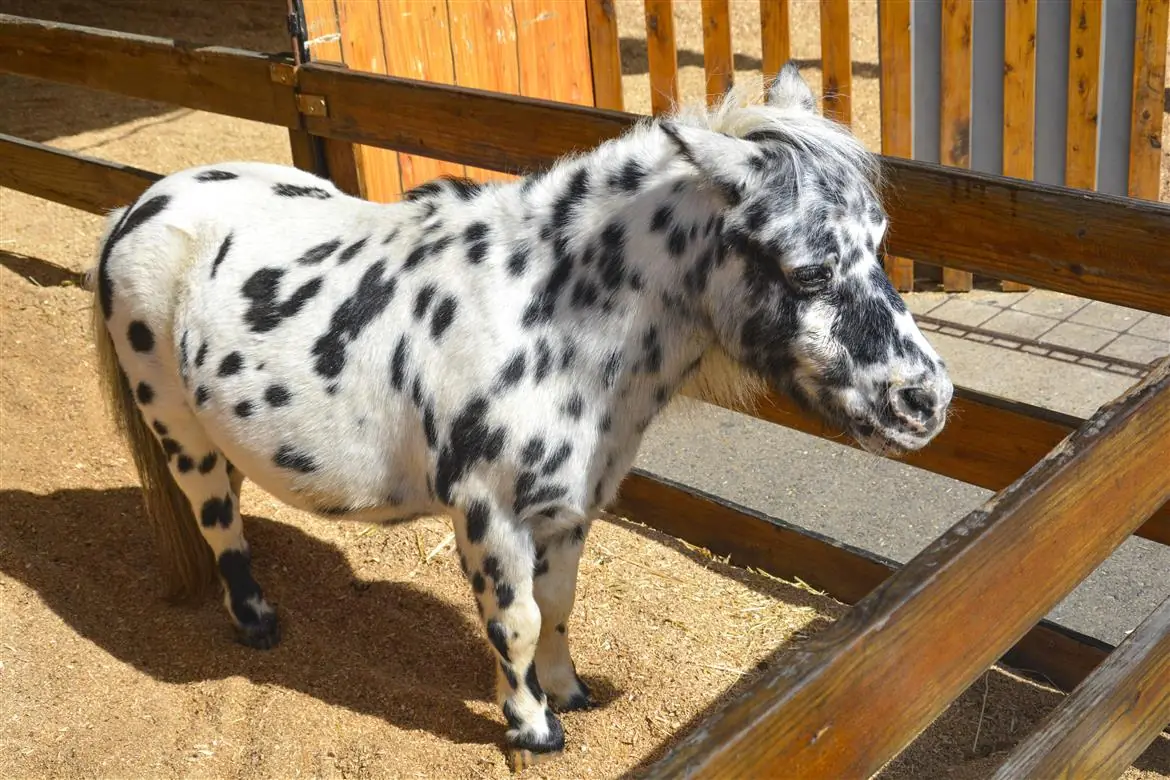 Pony come cane e gatto