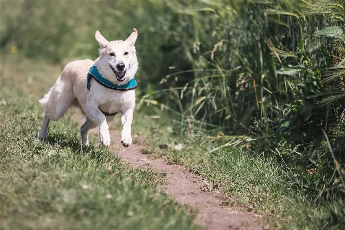 Cani liberi nei boschi, l'allerta del Wwf