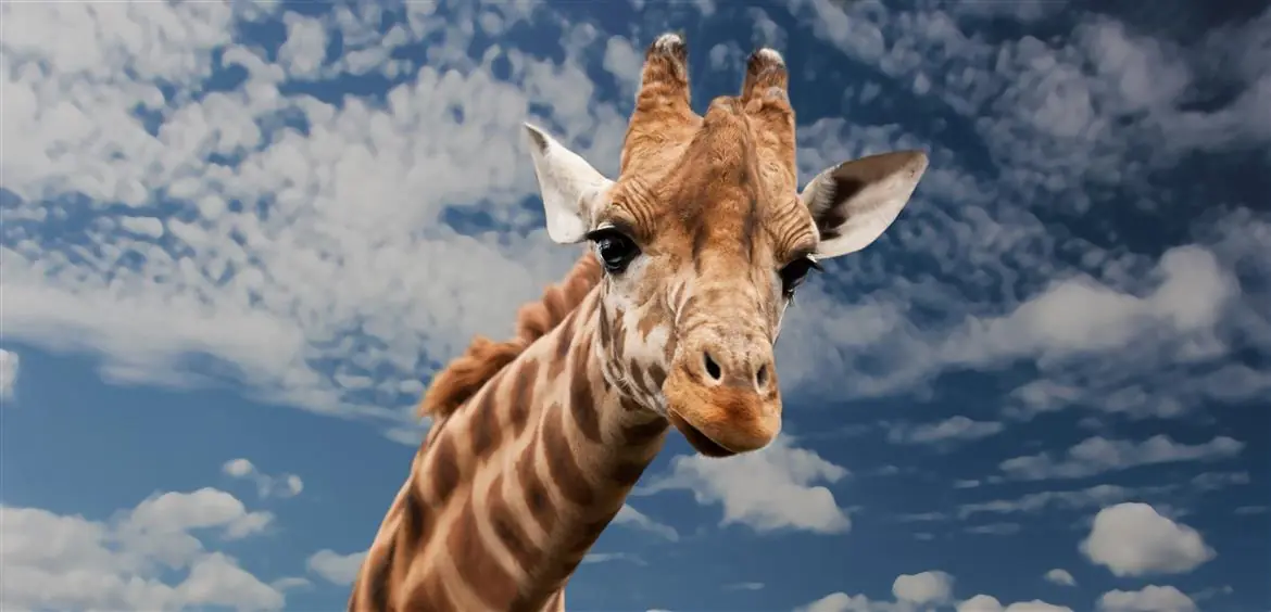 Le giraffe si stanno estinguendo