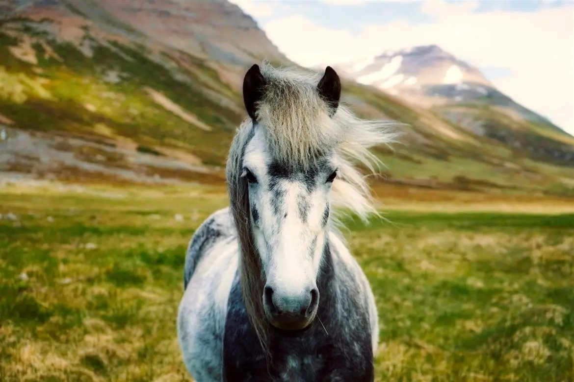 Inaugurata la Mostra nazionale del cavallo