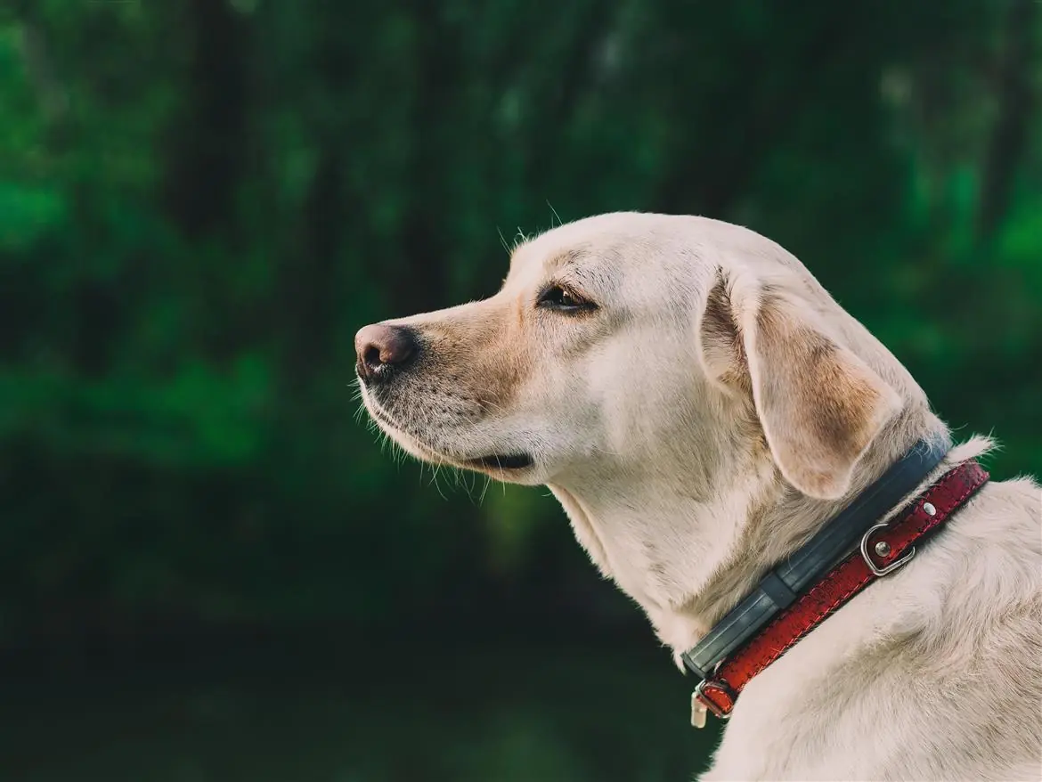 Cane eroe: salva un neonato sepolto vivo