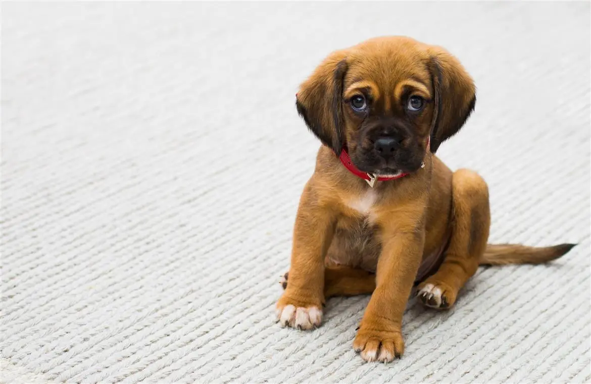 Stop alla carne di cani e gatti in tavola