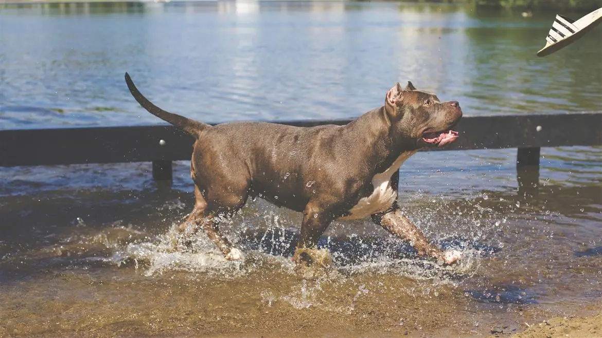Bimbe scomparse mai abbandonate dal loro pitbull