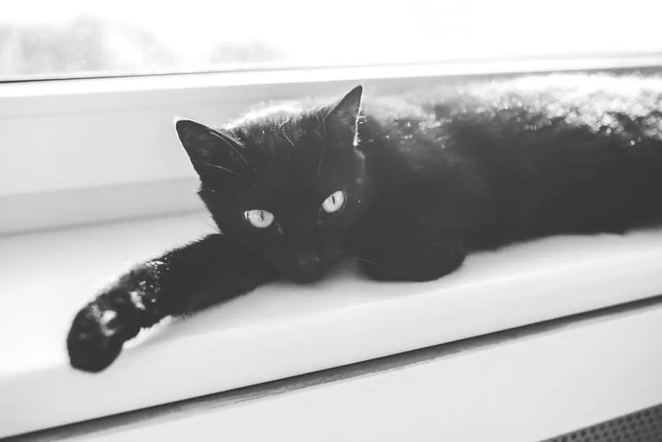 Nyelete, la micia sottratta agli stregoni