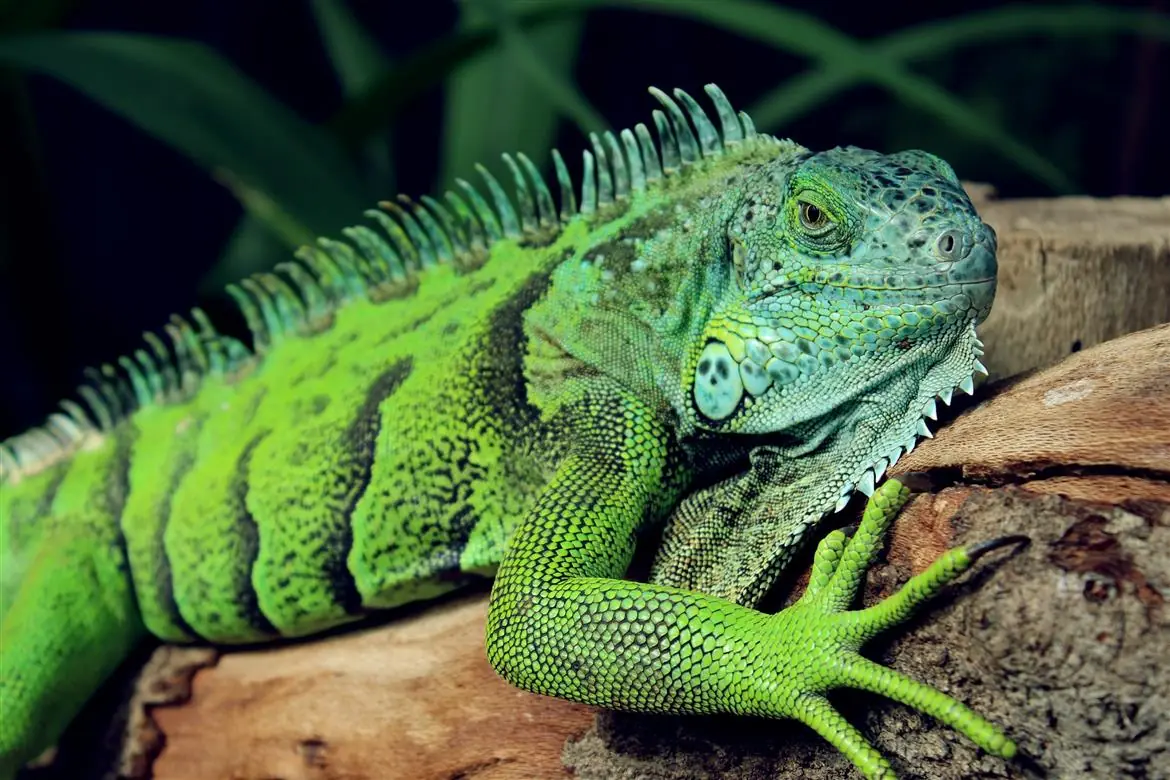 Animali selvatici, è boom