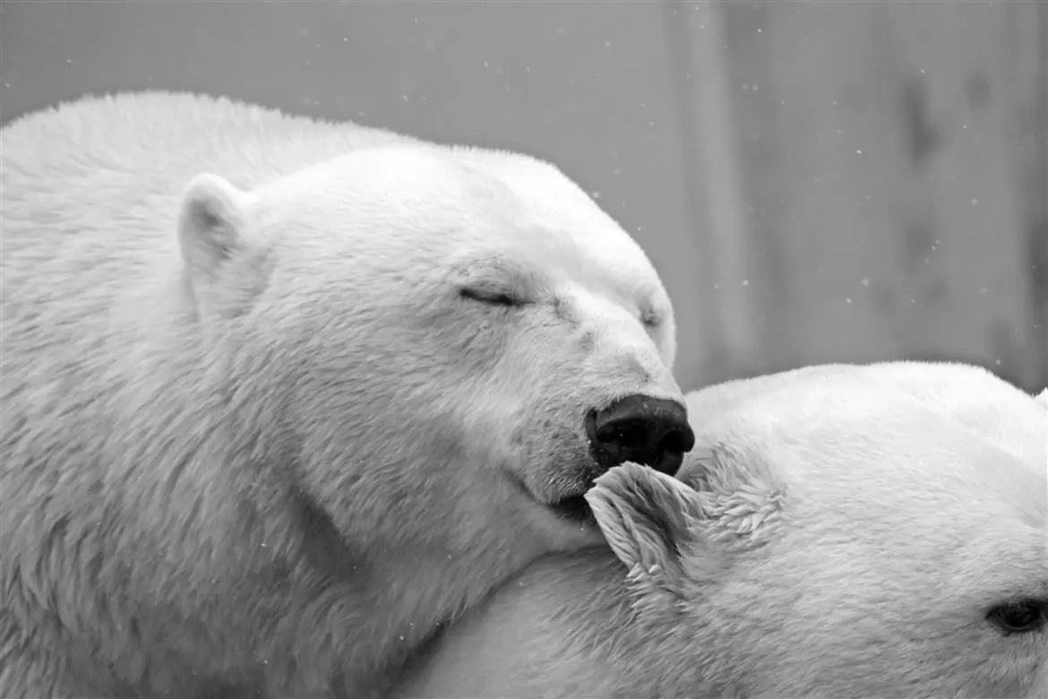 Adotta un orso polare!