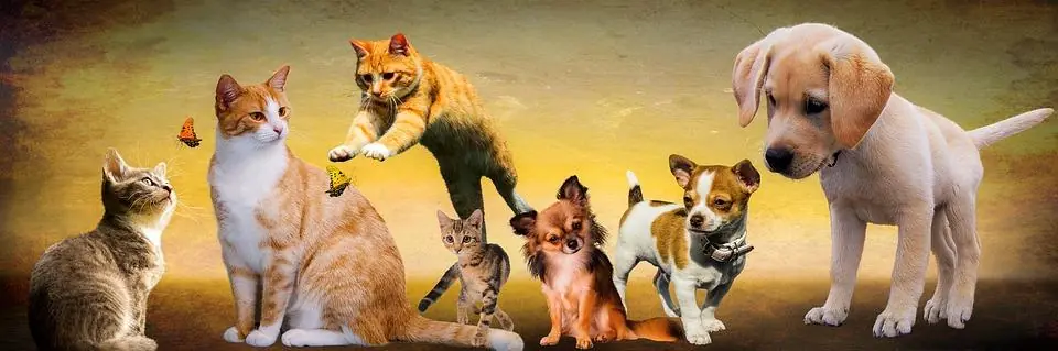 Pet, riconoscimento ufficiale in società