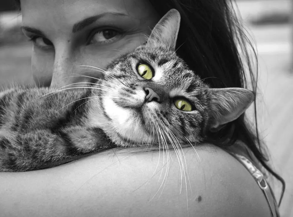 Noi e il gatto, ecco che cosa siamo per lui