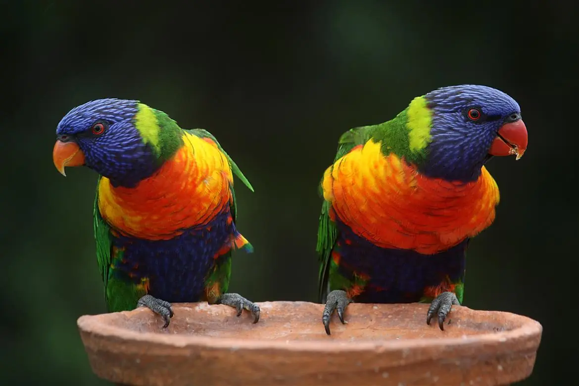 La monogamia è nel dna animale