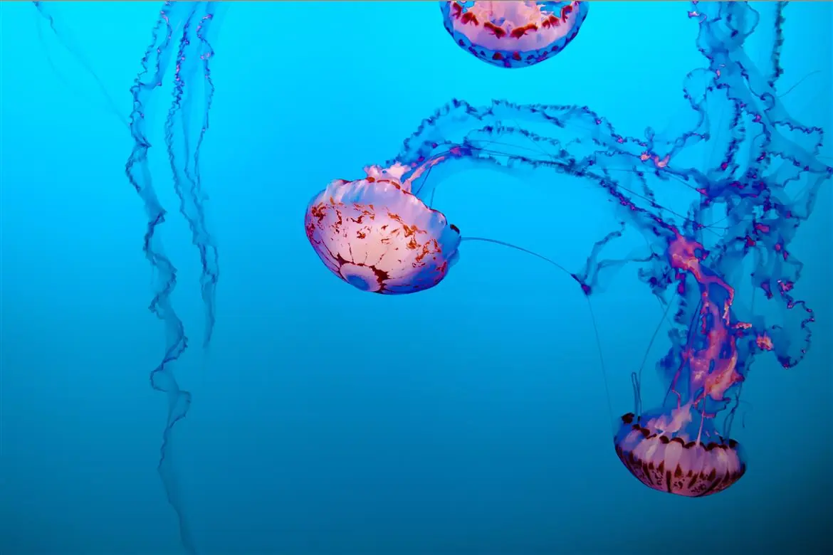Alla scoperta delle meduse