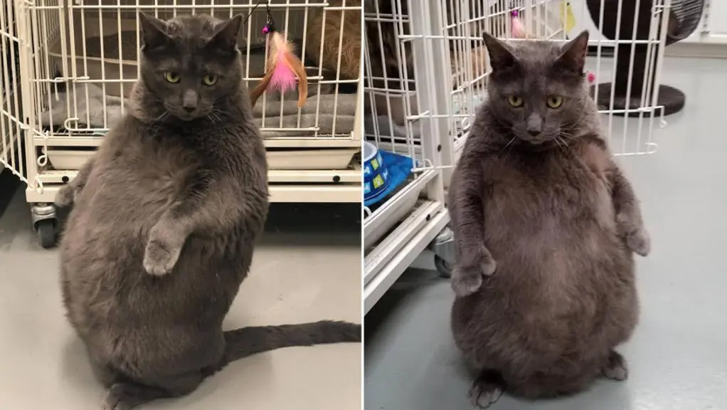 Tutti pazzi per il gatto Bruno