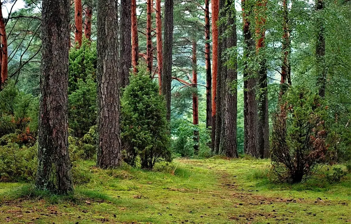 Proteggiamo le foreste