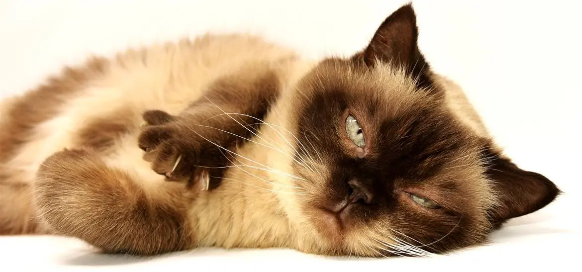 Gatti bellissimi in mostra