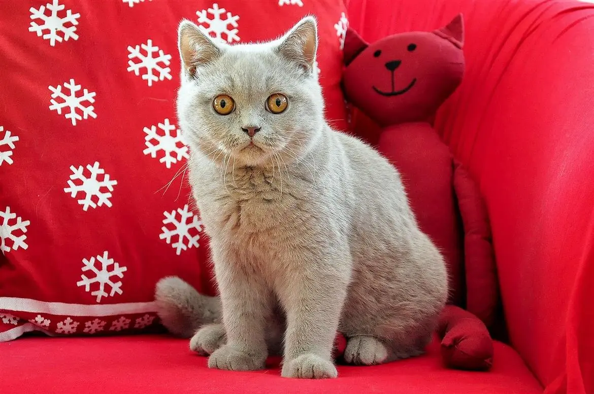 Sky, un gattino fa impennare l'audience