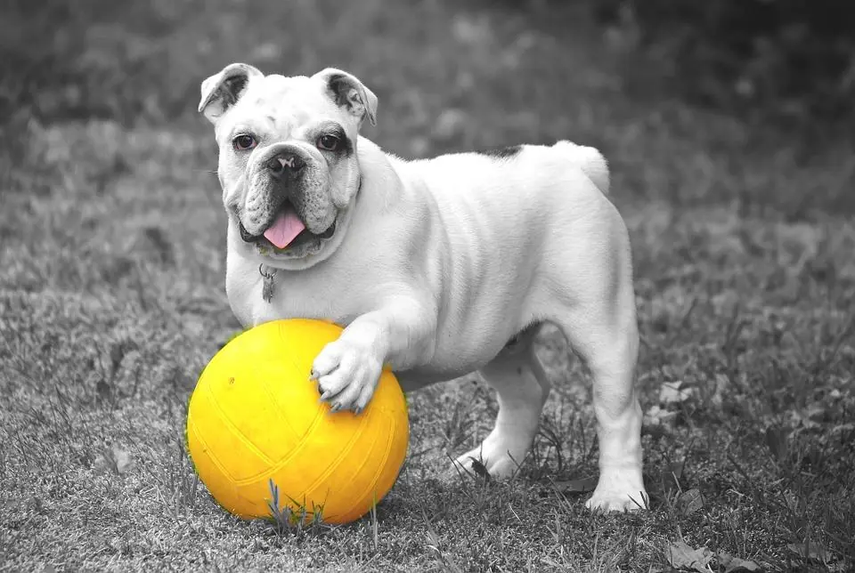 I cani... ci leggono nel pensiero