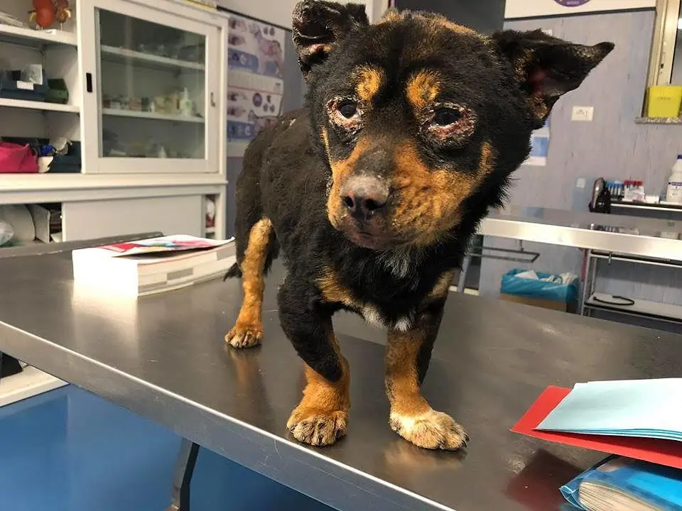 Mille richieste per adottare il cucciolo bruciato a Sassari