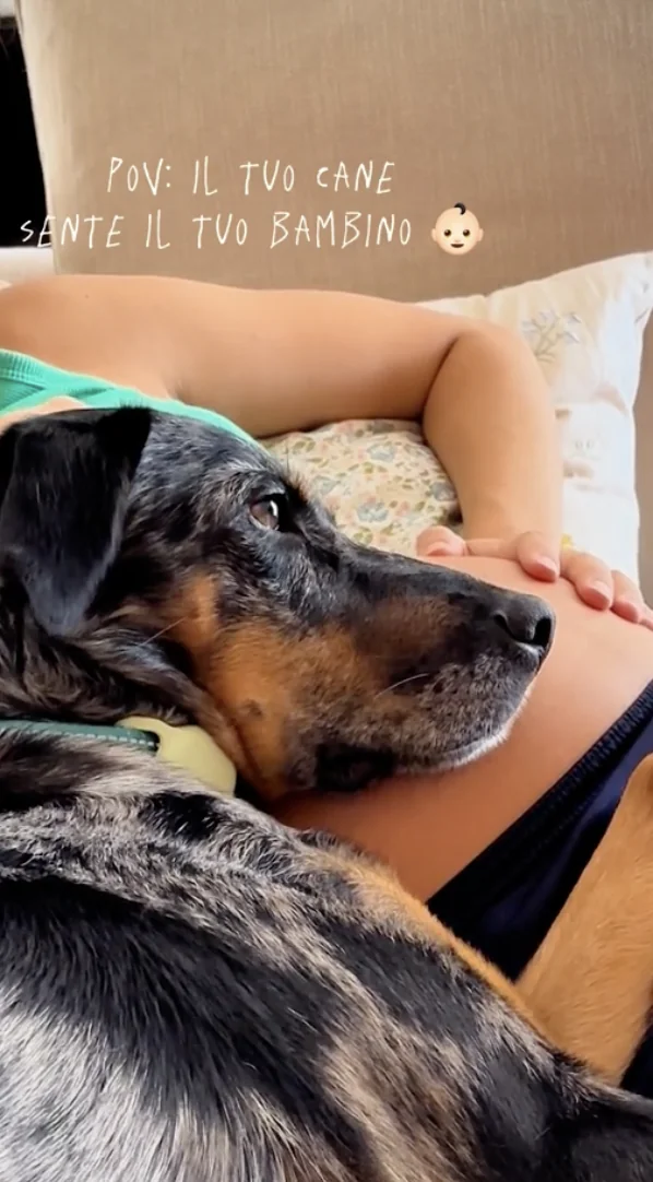 Cane sente il bimbo nel pancione