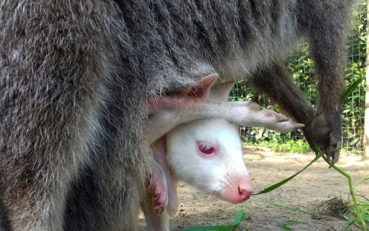 In Toscana è nato Didi, il canguro albino