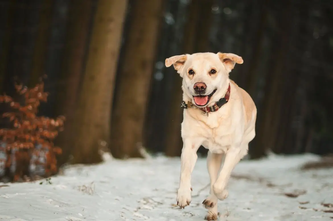 Cani, qualche integratore contro l’umidità