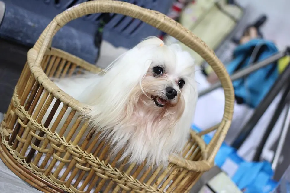 Cina, passa la legge del "cane unico"