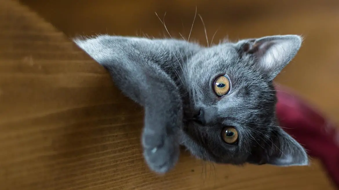 Al gatto importa solo della casa?