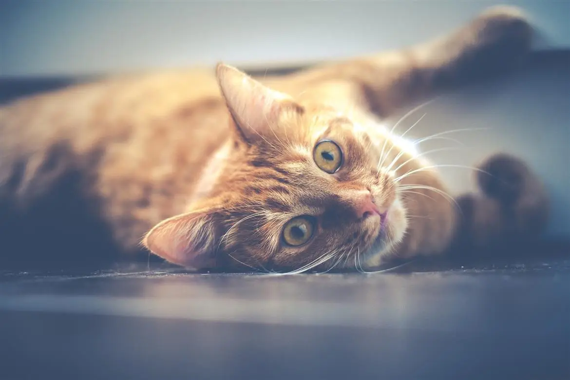 Allergia al pelo del gatto, tutti i consigli