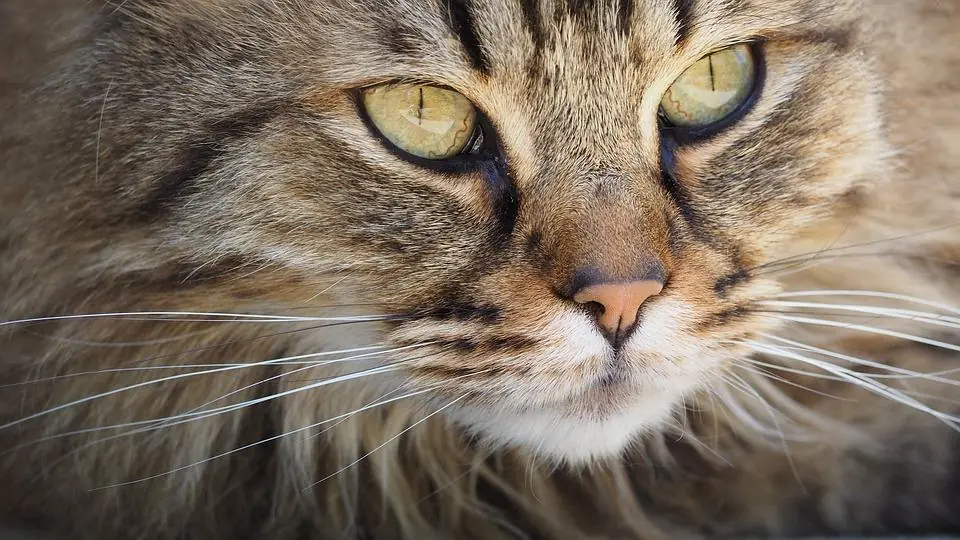 Gatto, come capire se sta ridendo