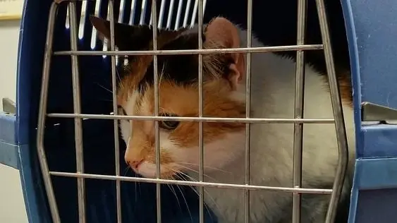 Viaggiare con il gatto: vademecum in pillole