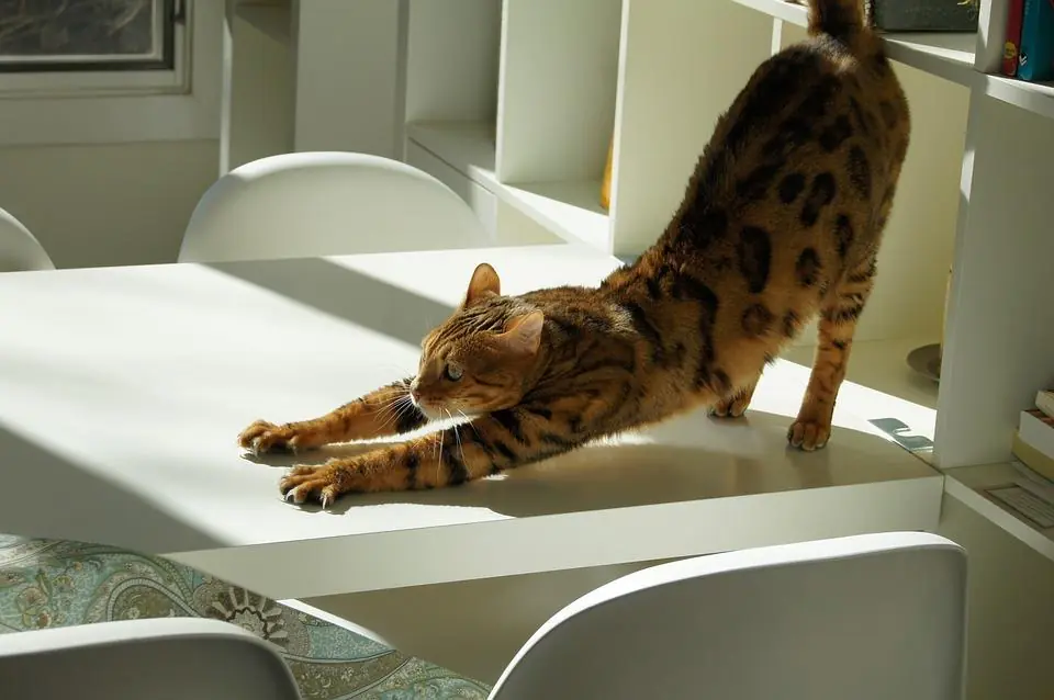 Gatti da soli? Attenzione alla noia!